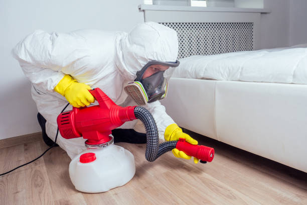 Best Flea Control Services  in Romeovle, IL
