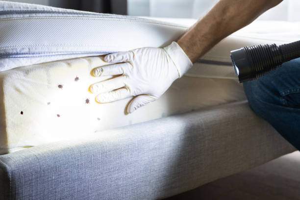 Best Insect Control  in Romeovle, IL
