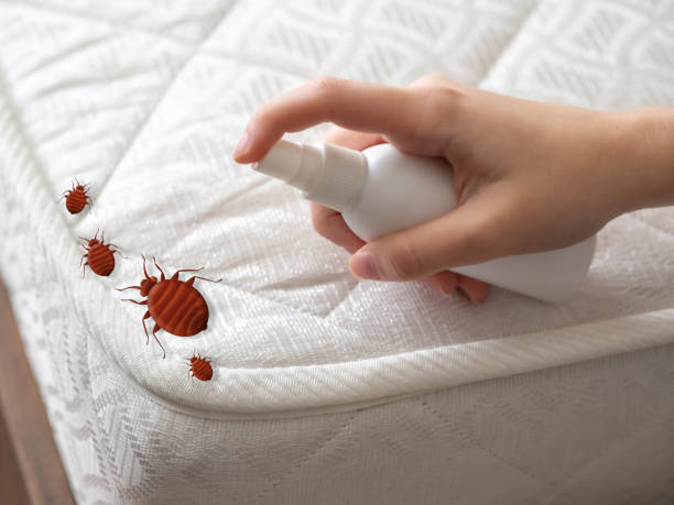 Best Pest Removal Services  in Romeovle, IL