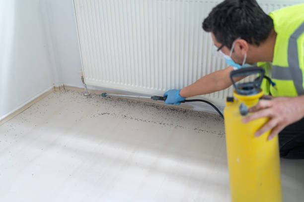 Best Ant Control Services  in Romeovle, IL